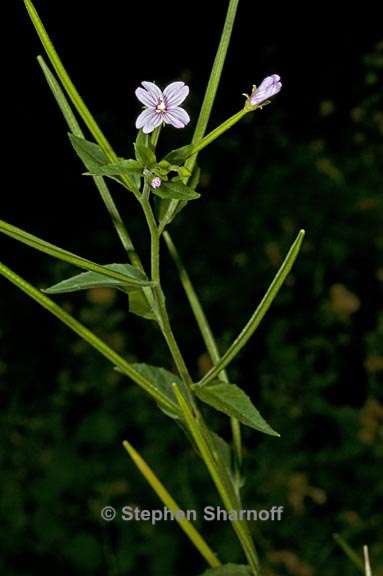 epilobium ciliatum ssp ciliatum 1 graphic